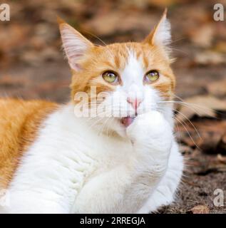 Gatto bianco e arancio zenzero adagiato nelle foglie Foto Stock