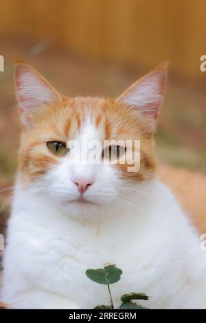 Gatto bianco e arancio zenzero adagiato nelle foglie Foto Stock