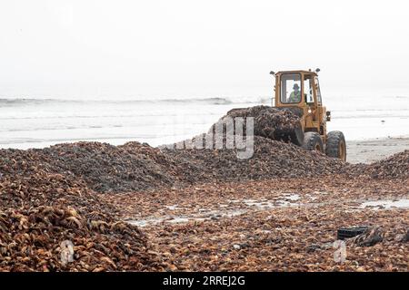 220303 -- WEST COAST SOUTH AFRICA, 3 marzo 2022 -- Un bulldozer cancella aragoste di roccia su una spiaggia nella zona della West Coast, Western Cape Province, Sud Africa, il 3 marzo 2022. Mercoledì, il dipartimento ambientale del Sudafrica ha dichiarato di aver attivato un piano di emergenza e ha emesso un allarme rosso dopo che una stima di aragoste di roccia da 500 tonnellate era stata avvistata sulla riva a partire da martedì a causa di una fioritura tossica di alghe, o marea rossa. SUD AFRICA-CAPO OCCIDENTALE-COSTA OCCIDENTALE-ARAGOSTE DI ROCCIA-OPERAZIONI DI PULIZIA LYUXTIANRAN PUBLICATIONXNOTXINXCHN Foto Stock