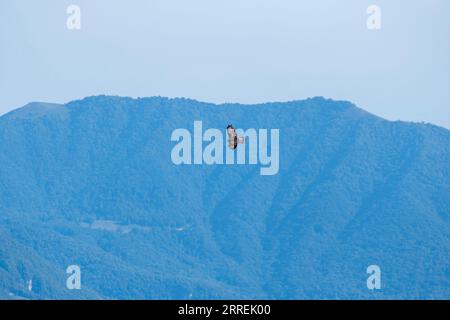 Una maestosa aquila calva vola attraverso l'aria, con la sua apertura alare allungata, su uno splendido paesaggio montano Foto Stock