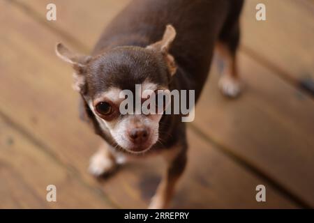 Giovane cane da cucciolo Chihuahua Foto Stock