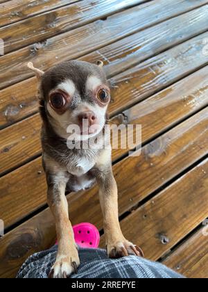 Giovane cane da cucciolo Chihuahua Foto Stock