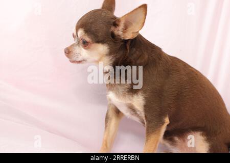 Giovane cane da cucciolo Chihuahua Foto Stock