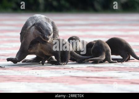 220315 -- SINGAPORE, 15 marzo 2022 -- cuccioli di lontra selvatiche e ricoperte di levigatezza della famiglia Bishan si vedono nel bacino di Kallang di Singapore, 15 marzo 2022. Foto di /Xinhua SINGAPORE-WILDLIFE-SMOOTH-COATED OTTER PUPS ThenxChihxWey PUBLICATIONxNOTxINxCHN Foto Stock