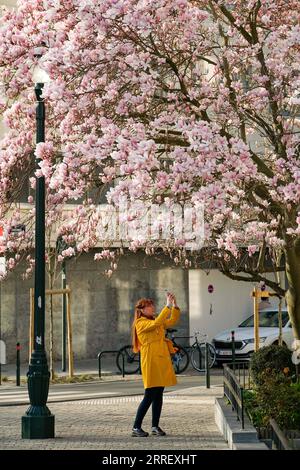 220319 -- BRUXELLES, 19 marzo 2022 -- Una donna scatta foto di fiorenti fiori di magnolia a Bruxelles, Belgio, 14 marzo 2022. BELGIO-BRUXELLES-PRIMAVERA-SCENARIO ZhangxCheng PUBLICATIONxNOTxINxCHN Foto Stock