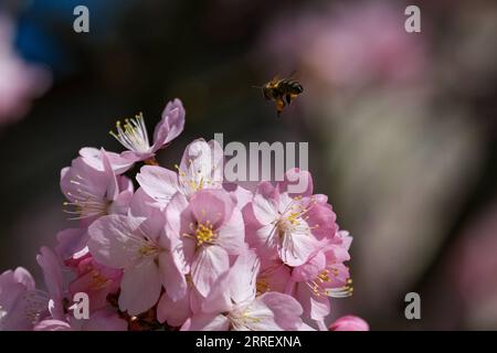 220319 -- BRUXELLES, 19 marzo 2022 -- Un'ape vola tra i ciliegi in fiore a Bruxelles, Belgio, 18 marzo 2022. BELGIO-BRUXELLES-PRIMAVERA-SCENARIO ZhangxCheng PUBLICATIONxNOTxINxCHN Foto Stock