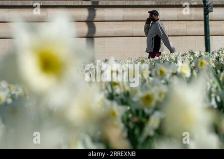 220319 -- BRUXELLES, 19 marzo 2022 -- Un uomo cammina davanti a narcisi fiorenti a Bruxelles, Belgio, 18 marzo 2022. BELGIO-BRUXELLES-PRIMAVERA-SCENARIO ZhangxCheng PUBLICATIONxNOTxINxCHN Foto Stock