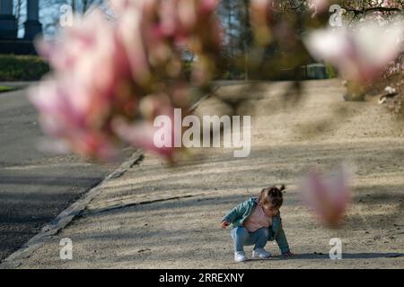 220319 -- BRUXELLES, 19 marzo 2022 -- Una ragazza gioca tra i fiori di magnolia fioriti al Laeken Park di Bruxelles, Belgio, 18 marzo 2022. BELGIO-BRUXELLES-PRIMAVERA-SCENARIO ZhangxCheng PUBLICATIONxNOTxINxCHN Foto Stock