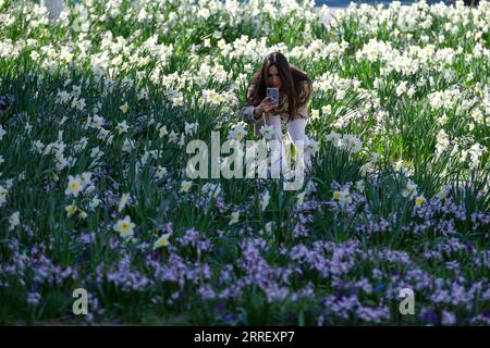 220319 -- BRUXELLES, 19 marzo 2022 -- Una donna scatta foto di narcisi fiorenti a Bruxelles, in Belgio, 18 marzo 2022. BELGIO-BRUXELLES-PRIMAVERA-SCENARIO ZhangxCheng PUBLICATIONxNOTxINxCHN Foto Stock