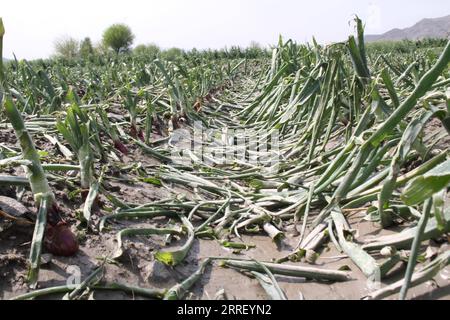 220320 -- LAL pur AFGHANISTAN, 20 marzo 2022 -- foto scattata il 19 marzo 2022 mostra un terreno agricolo danneggiato dopo le inondazioni improvvise nel distretto di Lal pur, provincia di Nangarhar, Afghanistan. Le inondazioni improvvise causate da forti piogge hanno causato due vittime e distrutto centinaia di ettari di terreni agricoli nel distretto di Lal pur nella provincia orientale di Nangarhar dell'Afghanistan sabato, ha detto domenica il capo distretto di Qari Abubakr. Foto di /Xinhua AFGHANISTAN-LAL pur-FLASH FLOODS-AFTERMATH Hamidullah PUBLICATIONxNOTxINxCHN Foto Stock