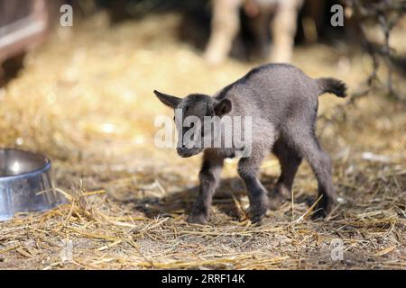 220323 -- ZAGABRIA, 23 marzo 2022 -- Una capra nana è raffigurata nello zoo di Zagabria, in Croazia, il 22 marzo 2022. La capra nana, chiamata Elena, è nata quattro giorni fa nello zoo. /PIXSELL via Xinhua CROAZIA-ZAGABRIA-BABY CAPRA NANA MatijaxHabljak PUBLICATIONxNOTxINxCHN Foto Stock