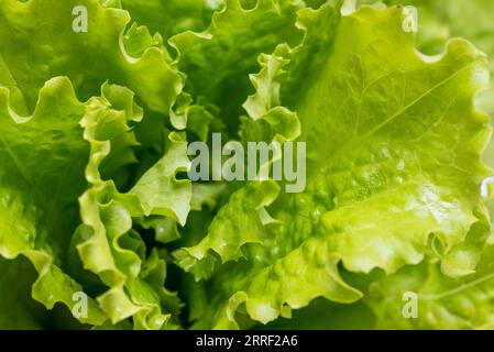 Vista ravvicinata delle foglie di lattuga verde fresca. Foto Stock
