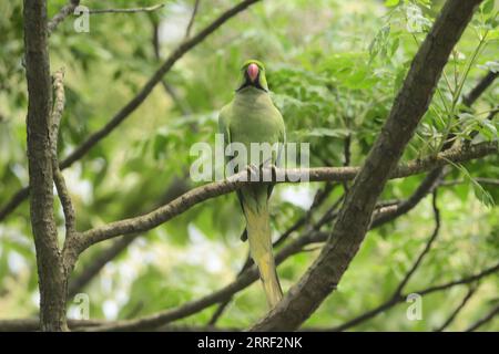 220325 -- GUWAHATI, 25 marzo 2022 -- Un pappagallo riposa su un ramo nella città di Guwahati, nello stato nord-orientale dell'Assam, 25 marzo 2022. Str/Xinhua INDIA-ASSAM-GUWAHATI-BIRDS JavedxDar PUBLICATIONxNOTxINxCHN Foto Stock