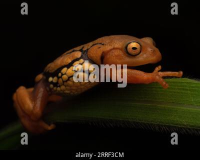 Ritratto di luccicante arbusto altamente endemico e in pericolo di estinzione (Raorchestes resplendens) Foto Stock