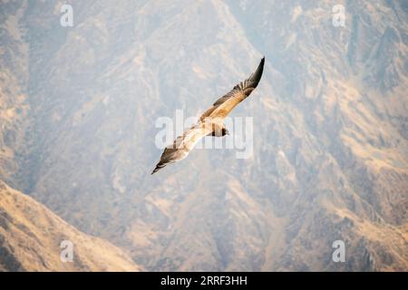 Condor selvaggio che vola sopra le montagne peruviane Foto Stock