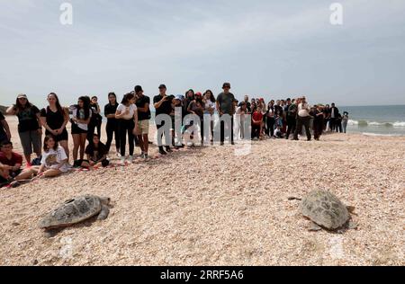 220330 -- RISHON LETZION, 30 marzo 2022 -- le persone guardano come tartarughe marine di testa di falegname vengono rilasciate nel Mar Mediterraneo sulla spiaggia di Palmachim vicino alla città centrale israeliana di Rishon Letzion, 29 marzo 2022. Secondo l'Israel Nature and National Parks Authority, il martedì sono state rilasciate nel Mediterraneo due tartarughe di taglia ridotta, dopo aver ricevuto cure presso l'Israel Sea Turtle Rescue Center. Foto di /Xinhua ISRAEL-RISHON LETZION-SEA TURTLES GilxCohenxMagen PUBLICATIONxNOTxINxCHN Foto Stock