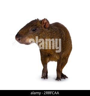 Agouti, alias Dasyprocta, si trova di fronte. La testa è girata e non guarda la fotocamera. Isolato su sfondo bianco. Foto Stock