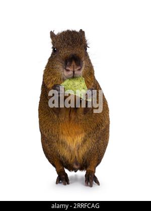 Agouti, alias Dasyprocta, si trova di fronte alle zampe posteriori che mangiano. Guardando verso la fotocamera. Isolato su sfondo bianco. Foto Stock