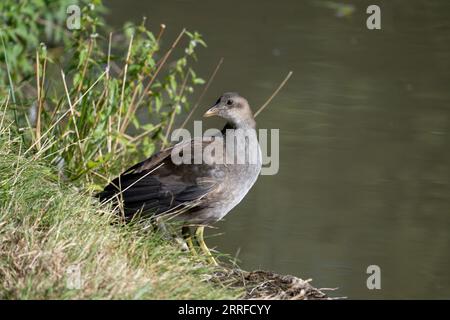 Juvenile Moorhen ( Gallinula chloropus) by the Grand Union Canal, Warwickshire, Regno Unito Foto Stock