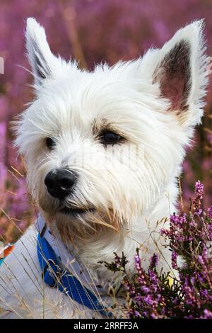 West Highland Terrier: Ritratto ravvicinato tra i fiori viola Foto Stock