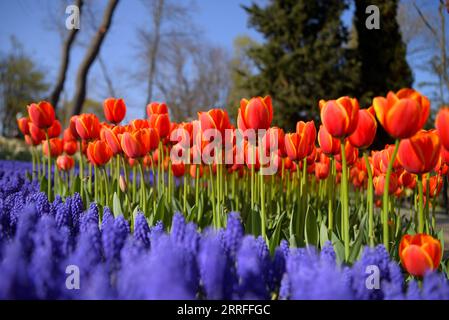 220416 -- ISTANBUL, 16 aprile 2022 -- foto scattata il 15 aprile 2022 mostra i tulipani in un parco a Istanbul, Turchia. Shadati TURKEY-ISTANBUL-TULIPANI ShaxDati PUBLICATIONxNOTxINxCHN Foto Stock