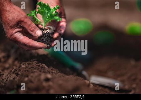 Coltivatore e giardiniere piantando germogli e giovani piante fresche, piantine in un terreno. Giardinaggio e agricoltura Foto Stock