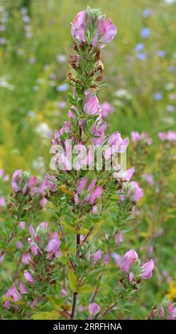 Ononis spinosa cresce in natura tra le erbe Foto Stock