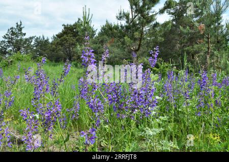 Salvia pratensis (salvia pratensis) fiorisce tra le erbe selvatiche Foto Stock