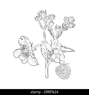 Cespuglio di fragole su rami, bacche, fiori e foglie. Illustrazione vettoriale disegnata a mano. Schizzo per la progettazione di imballaggi, etichette, decorazioni, carta Illustrazione Vettoriale