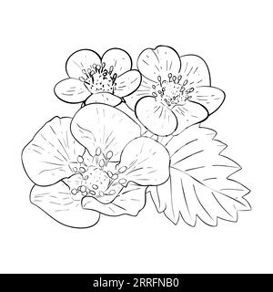 Set vettoriale di fiori di fragola disegnati a mano. Fiori e foglie isolati su sfondo bianco. Vettore, illustrazione della linea. Stampa per tessuto, imballaggio Illustrazione Vettoriale