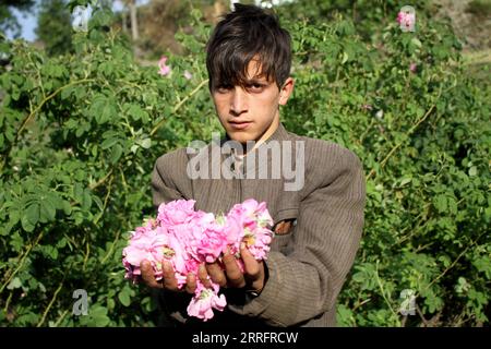 220424 -- NANGARHAR, 24 aprile 2022 -- un ragazzo afgano mostra petali di rosa in un roseto nella provincia di Nangarhar, Afghanistan, 24 aprile 2022. Foto di /Xinhua AFGHANISTAN-NANGARHAR-ROSE-HARVEST Hamidullah PUBLICATIONxNOTxINxCHN Foto Stock