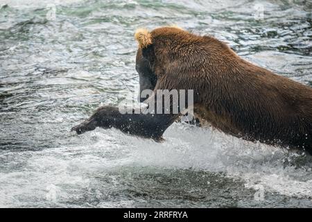 Un orso bruno che salta per catturare il salmone al fiume Brooks. Katmai National Park. Alaska Foto Stock
