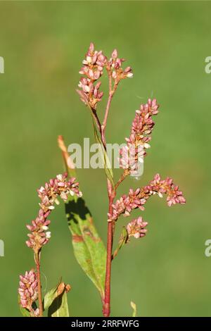 Primi piani fiori di persicaria pallida, curlytop knotweed (Persicaria lapathifolia syn. Polygonum lapathifolium). Famiglia Polygonaceae. Fine estate, Foto Stock