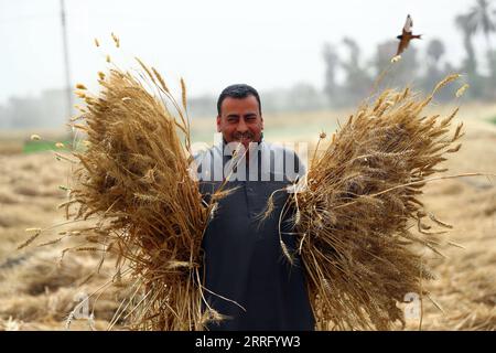 220430 -- MONUFIA EGITTO, 30 aprile 2022 -- Un agricoltore raccoglie grano in un campo nella provincia di Monufia, Egitto, il 30 aprile 2022. L'Egitto è entrato nella stagione della raccolta del grano. EGITTO-MONUFIA-RACCOLTO DI FRUMENTO AhmedxGomaa PUBLICATIONxNOTxINxCHN Foto Stock