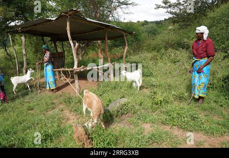 220506 -- MACHAKOS KENYA, 6 maggio 2022 -- le donne tendono le capre al villaggio di Katangi nella contea di Machakos, Kenya, il 3 maggio 2022. PER ANDARE CON la caratteristica: Le donne rurali keniane ampliano i flussi di reddito attraverso la tessitura dei cesti KENYA-MACHAKOS-WOMEN-BASKET-WEAVING DongxJianghui PUBLICATIONxNOTxINxCHN Foto Stock