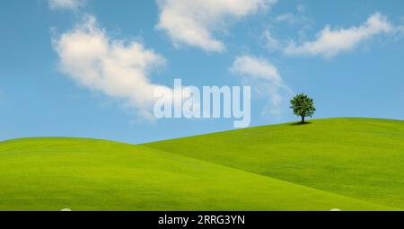 Albero solitario su una lussureggiante erba verde di fronte al cielo blu su una collina nella campagna toscana, Italia Foto Stock