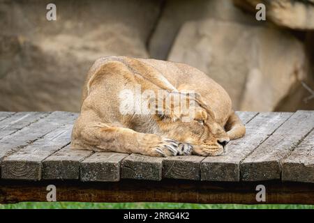 Leone che fa un pisolino allo zoo di Praga, Repubblica Ceca Foto Stock