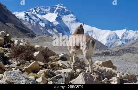 220510 -- CAMPO BASE DEL MONTE QOMOLANGMA, 10 maggio 2022 -- Una pecora blu è vista vicino al campo base del monte Qomolangma il 10 maggio 2022. La spedizione scientifica sul Monte Qomolangma è in corso nell'area della vetta più alta del mondo. I ricercatori scientifici hanno assistito ad animali selvatici vicino al campo base del Monte Qomolangma, tra cui animali protetti dallo stato, rubinetti di neve tibetani e pecore blu. Il campo base del Monte Qomolangma si trova nella zona centrale della riserva naturale nazionale di Qomolangma. Coprendo un'area di circa 33.800 km quadrati, compresa una zona centrale di 312 km quadrati, la riserva ospita uno dei Wo Foto Stock