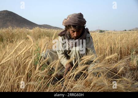 220510 -- KANDAHAR, 10 maggio 2022 -- un agricoltore afghano raccoglie grano nel distretto di Zhari nella provincia di Kandahar, Afghanistan, 9 maggio 2022. Il governo dei talibani ha accelerato i suoi sforzi per risolvere i problemi che affliggono gli agricoltori afghani. Foto di /Xinhua AFGHANISTAN-KANDAHAR-WHEAT-HARVEST SanaullahxSeiam PUBLICATIONxNOTxINxCHN Foto Stock