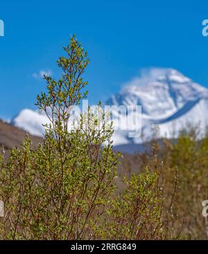 220513 -- MOUNT QOMOLANGMA BASE CAMP, 13 maggio 2022 -- foto scattata il 10 maggio 2022 mostra gli alberi nella riserva naturale nazionale di Qomolangma nella città di Zhaxizom nella contea di Tingri, nella regione autonoma del Tibet della Cina sud-occidentale. CHINA-TIBET-ZHAXIZOM-SCENARIO CN SunxFei PUBLICATIONxNOTxINxCHN Foto Stock