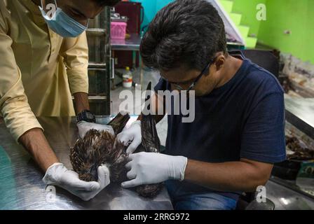 220514 -- NEW DELHI, 14 maggio 2022 -- i soccorritori Raptor curano un aquilone nero ferito nella loro clinica a New Delhi, India, 13 maggio 2022. Due fratelli Saud e Shehzad a nuova Delhi hanno intrapreso la missione per salvare i rapitori feriti. Hanno curato gli uccelli feriti nella loro clinica a Wazirabad, nuova Delhi. L'anno scorso dicono di aver salvato 2500 uccelli e dall'inizio di quest'anno oltre 1300 uccelli sono stati curati nella loro clinica. Foto di /Xinhua INDIA-NEW DELHI-BIRD RESCUERS JavedxDar PUBLICATIONxNOTxINxCHN Foto Stock