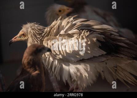 220514 -- NUOVA DELHI, 14 maggio 2022 -- avvoltoi egiziani feriti sono visti in una clinica a nuova Delhi, India, 13 maggio 2022. Due fratelli Saud e Shehzad a nuova Delhi hanno intrapreso la missione per salvare i rapitori feriti. Hanno curato gli uccelli feriti nella loro clinica a Wazirabad, nuova Delhi. L'anno scorso dicono di aver salvato 2500 uccelli e dall'inizio di quest'anno oltre 1300 uccelli sono stati curati nella loro clinica. Foto di /Xinhua INDIA-NEW DELHI-BIRD RESCUERS JavedxDar PUBLICATIONxNOTxINxCHN Foto Stock