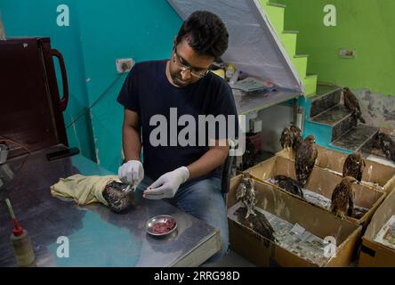 220514 -- NEW DELHI, 14 maggio 2022 -- Un soccorritore nutre un aquilone nero ferito nella sua clinica a New Delhi, India, 13 maggio 2022. Due fratelli Saud e Shehzad a nuova Delhi hanno intrapreso la missione per salvare i rapitori feriti. Hanno curato gli uccelli feriti nella loro clinica a Wazirabad, nuova Delhi. L'anno scorso dicono di aver salvato 2500 uccelli e dall'inizio di quest'anno oltre 1300 uccelli sono stati curati nella loro clinica. Foto di /Xinhua INDIA-NEW DELHI-BIRD RESCUERS JavedxDar PUBLICATIONxNOTxINxCHN Foto Stock