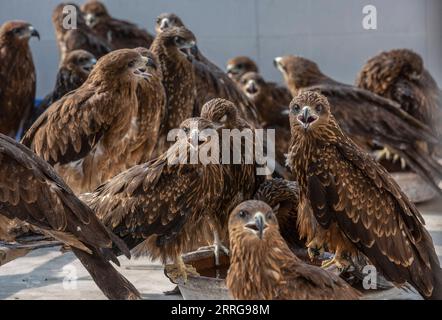 220514 -- NUOVA DELHI, 14 maggio 2022 -- aquiloni neri feriti sono visti in una clinica a nuova Delhi, India, 13 maggio 2022. Due fratelli Saud e Shehzad a nuova Delhi hanno intrapreso la missione per salvare i rapitori feriti. Hanno curato gli uccelli feriti nella loro clinica a Wazirabad, nuova Delhi. L'anno scorso dicono di aver salvato 2500 uccelli e dall'inizio di quest'anno oltre 1300 uccelli sono stati curati nella loro clinica. Foto di /Xinhua INDIA-NEW DELHI-BIRD RESCUERS JavedxDar PUBLICATIONxNOTxINxCHN Foto Stock