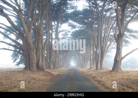 Nebbia di prima mattina lungo una strada costeggiata da Cypress Tress nel Point Reyes National Seashore, California, USA. Foto Stock