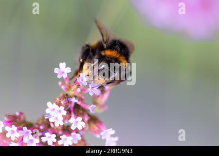 Primo piano di un bumblebee sulla verbena bonariensis con spazio per la copia, Regno Unito Foto Stock