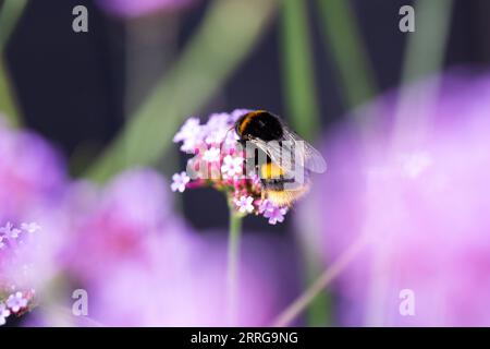 Primo piano di un bumblebee sulla verbena bonariensis con spazio per la copia, Regno Unito Foto Stock