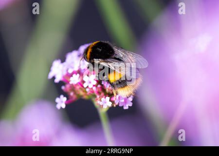 Primo piano di un bumblebee sulla verbena bonariensis con spazio per la copia, Regno Unito Foto Stock