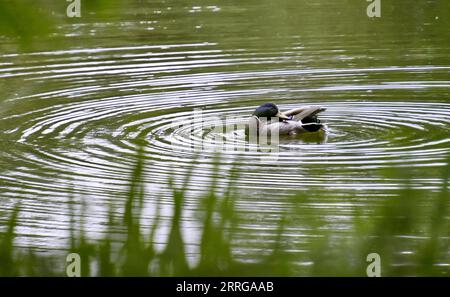 220515 -- PECHINO, 15 maggio 2022 -- Un'anatra selvatica nuota nel lago nel Parco Yuanmingyuan a Pechino, capitale della Cina, 15 maggio 2022. CHINA-BEIJING-YUANMINGYUAN PARK-BIRDS CN LIXXIN PUBLICATIONXNOTXINXCHN Foto Stock