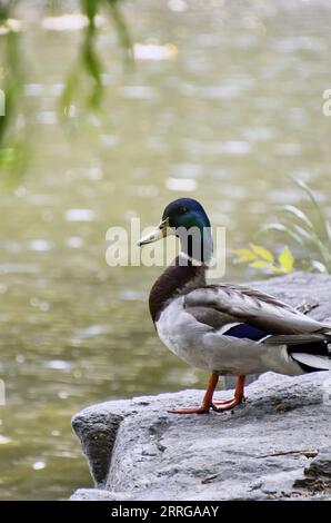 220515 -- PECHINO, 15 maggio 2022 -- Un'anatra selvatica è vista riposare in riva al lago nel Parco Yuanmingyuan a Pechino, capitale della Cina, 15 maggio 2022. CHINA-BEIJING-YUANMINGYUAN PARK-BIRDS CN LIXXIN PUBLICATIONXNOTXINXCHN Foto Stock